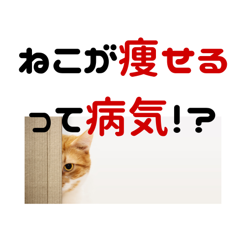 ねこが痩せる